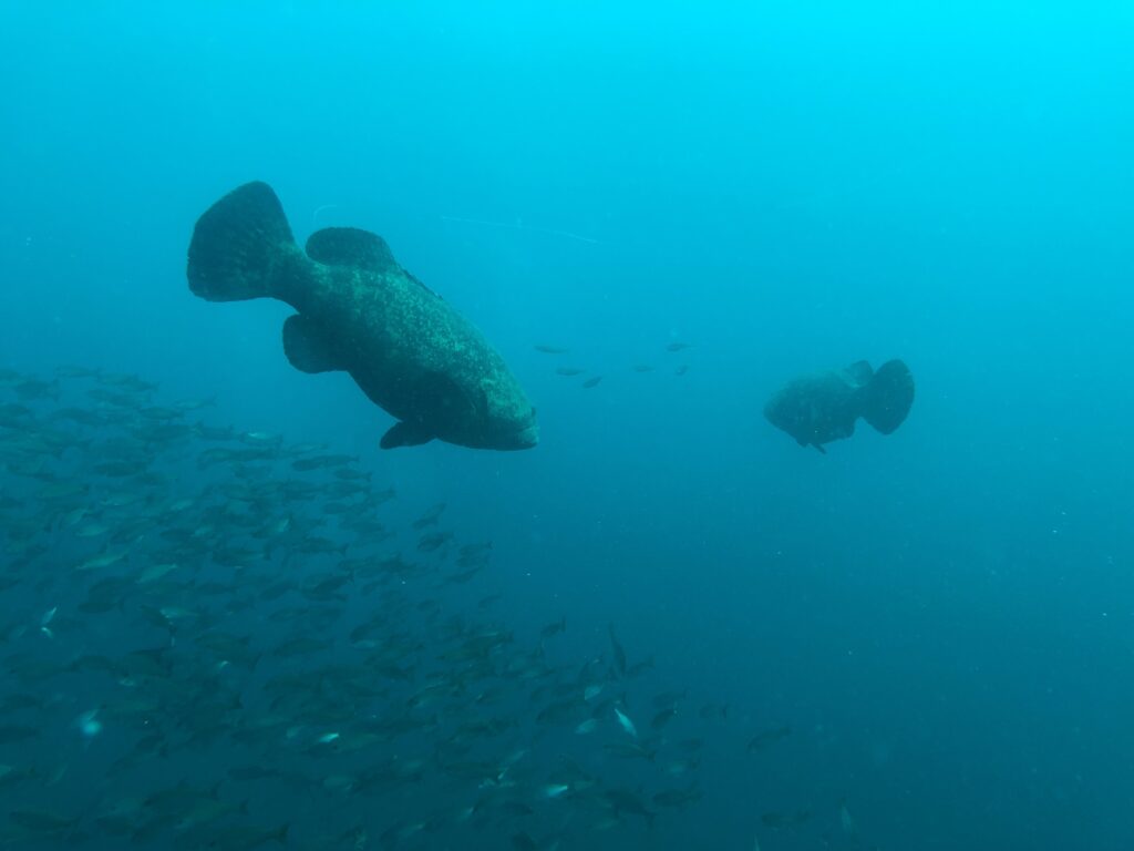 a common resident of area dive sites